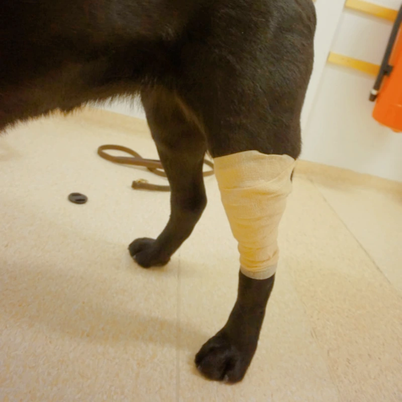 dog cold bandage